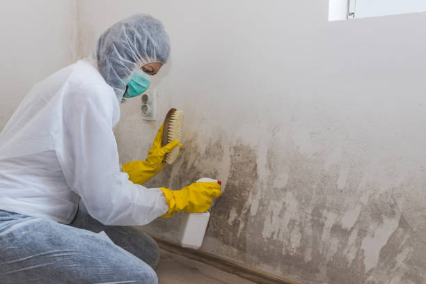 Best Attic Mold Removal  in Seneca Knolls, NY