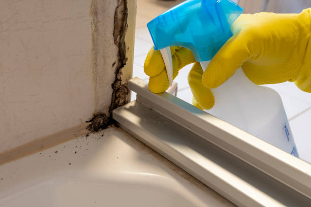 Best Residential Mold Removal  in Seneca Knolls, NY